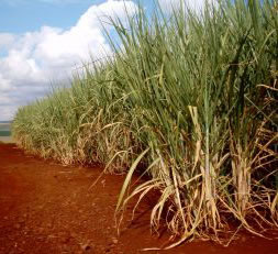 sugar cane plantation.  from www.sxc.hu